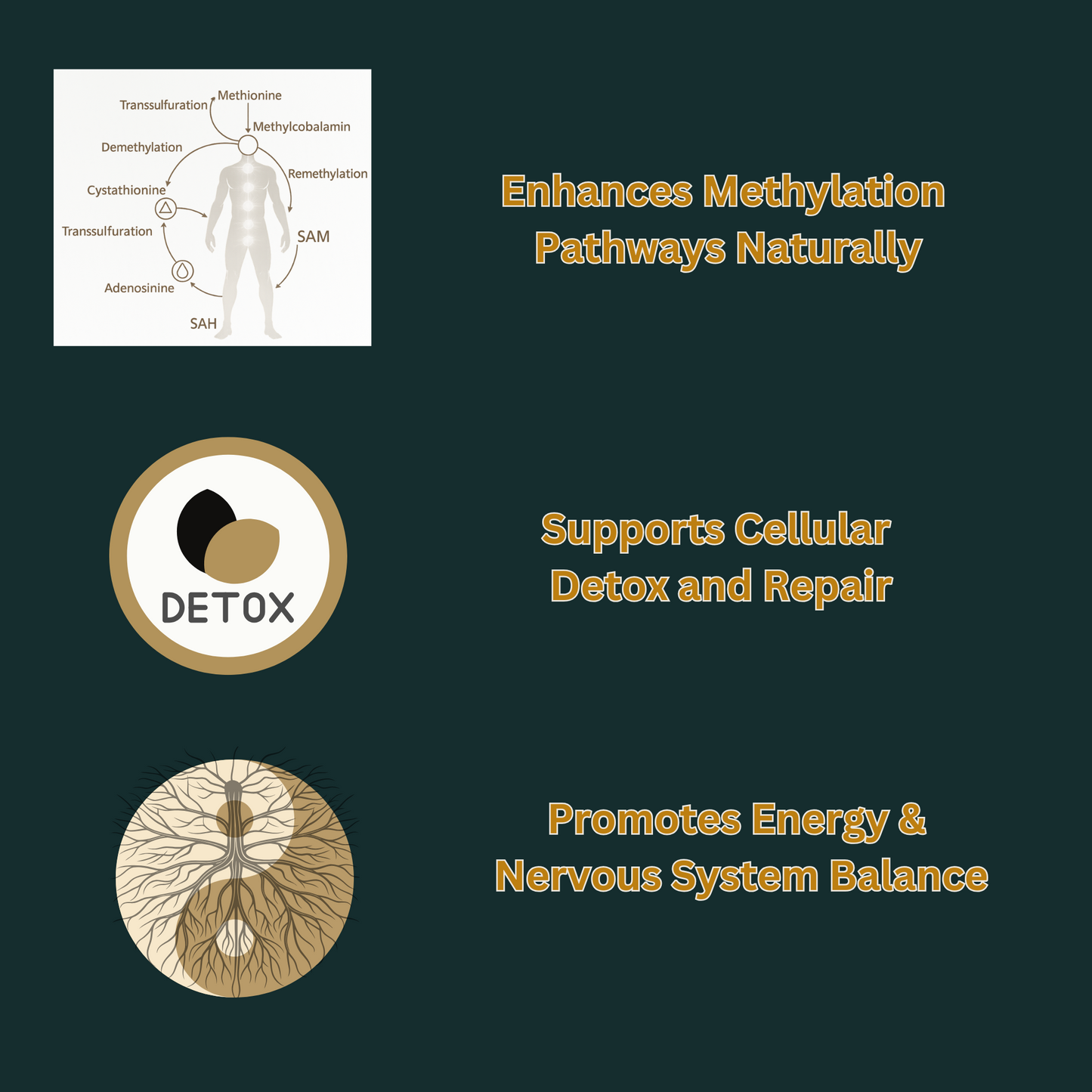 Methylation – Homocysteine & MTHFR Support Cream • B12 • B6 • B2 • Selenium